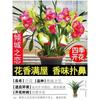 Plántulas de orquídea que florecen en todas las estaciones, flores y plantas verdes de aroma intenso, orquídea tinta, clivia, plantas Phalaenopsis en maceta, fáciles de cultivar en el balcón y la sala de estar.