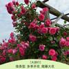 Rosa Grande Muda Flor de Rosa Muda Trepadeira Rosa Floresce em Todas as Estações Flores Extra Grandes Fragrância Forte Planta Trepadeira Rosa Flor de Parede Rosa Planta em Vaso
