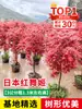 Venta minorista de plántulas de arce rojo chino, plantas de tocón viejo para jardín Danza Roja Japonesa de cuatro estaciones, resistentes al frío para exteriores para villas, regiones del sur