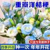 E-commerce Dropshipping de Sementes de Lisianthus para Uso Interno e Externo em Todas as Estações, Sementes de Flores em Vaso Fáceis de Cultivar para Floração Externa
