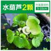 Lentilha-d'água Aquilla Daquan Planta Tanque de peixes Paisagem Hidroponia Uma folha de lótus Hibisco aquático Jacinto aquático Purificação de água Grama Cabelo