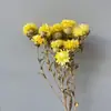 Flores secas artesanais, crisântemo colorido, crisântemo abacaxi, feitiço artesanal, sementes de melão pegajosas, variedade de flores, fábrica completa em estoque, atacado