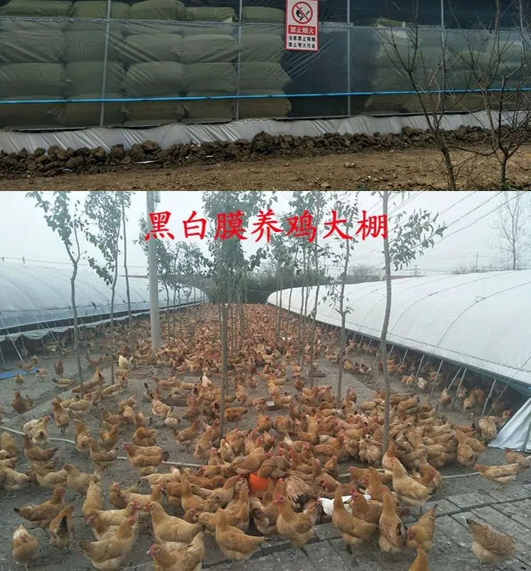 新14