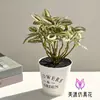 Planta Verde Simulada Bonsái de Hojas Pequeñas Flor Artificial Decoración Sala de Estar Estudio Flor Artificial Falsa Decoración de Escritorio Decoración de Planta Verde