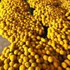 Flor Seca Bola Dorada Fabricante de Yunnan Venta al por Mayor Fotografía Suministro Transfronterizo de Amazon Ramo de Flor Martillo Dorado Flores Reales
