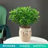 Repelente de Mosquitos, Madera de Pimienta Fragante, Plantas Verdes de Interior en Maceta, Fácil de Cultivar, Absorbe Formaldehído, Plántulas de Flor Jiuli Xiang, Cultivo en Agua