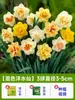 Bulbos de Narciso para Todas as Estações, Plantas Hidropônicas Ganzhou de Pétalas Duplas Extra-Grandes para Uso Interno e Externo com Botões, Plantas Verdes e Florais Fáceis de Cultivar
