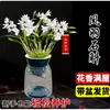 Orquídea Dendrobium Nube Morada Planta en Maceta de Interior Actualmente a la Venta con Flores Orquídea Ligeramente Fragante Planta Verde para Oficina Flor de Escritorio
