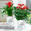 Plántulas de palma roja de la suerte en macetas grandes, adecuadas para exhibición en la sala de estar, flores y plantas hidropónicas cultivadas en casa, fáciles de cuidar en interiores y prosperan en todas las estaciones.