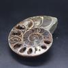 Fósseis Naturais de Conchas de Madagascar Caracol Crisântemo Caracol Fengshui Caracol Yuhua Fósseis de Caracol Atacado