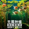 Semillas de Loto para Acuario Mini Maceta Paisajismo de Loto Semillas de Plantas Acuáticas Maceta para Peces Novato Perezoso Paisajismo de Acuario Todo el Año Semillas de Plantas Acuáticas