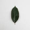 Folha de magnólia simulação folha de planta verde árvore de Natal acessórios materiais placa de frutas decoração tiro adereços enfeites atacado