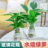 Rabanete Verde Planta Hidropônica Rabanete Verde em Vaso Flor de Interior e Plantas Verdes Ornamentos Plantas Cultivadas em Água Purificam o Ar Cesta Verde de Folhas Grandes