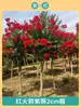 Mudas de Resedá Flores de Pátio Mudas Grandes Sala de Plantas Exterior Vermelho Roxo Mudas de Resedá Paisagismo de Vilas Plantas em Vasos Dropshipping
