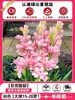 Flor de Nardo de Aroma Fuerte Perenne Doble Pétalo Resistente al Frío y al Calor Flor Tubérculo Patio Balcón Planta Verde Planta en Maceta