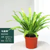 Helecho Nido de Pájaro en Maceta - Planta Pequeña Purificadora de Aire para Interiores, para Oficina, Perenne y Fácil de Mantener, Planta Verde Tolerante a la Sombra