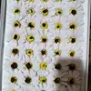 Día del Maestro Flor de Jabón Crisantemo Luz de Sol Flor de Jabón Crisantemo Pequeño Zou Caja de Regalo Decoración de Ramo Floristería Materiales de Flor