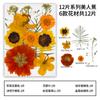 Flor Seca Material DIY Pegamento Flor Real Estampado Hecho a Mano Maquillaje Estilismo Maquillaje Facial Estampado Pintura Decorativa Paquete de Materiales