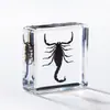 Los Cubos de Espécimenes de Insectos Reales Incrustados en Resina de Alta Transparencia de la Fábrica de Artesanías Zhifa Son Juguetes de Educación Científica para Niños