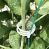 Clipe de Fixação de Planta Clipe de Videira Clipe de Fixação Clipe de Planta Verde Fixador de Planta de Videira Pimenta Berinjela Fixador de Planta Jovem