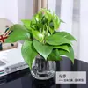 Plantas Verdes Hidropónicas Rábano Verde Gardenia Árbol del Dinero Hiedra Espárragos Bambú Pequeñas Plantas Verdes de Interior Plantas de Maceta Perennes para Todas las Estaciones