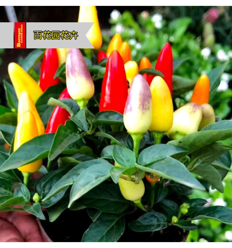 盆栽五色椒-3