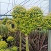 Dropshipping Flor Espejo Planta Árbol de Cera de Sichuan y Yunnan Ligustrum Oro Brillante Ciprés Azul Hielo Serie Piruleta Planta en Maceta Estilo Jardín