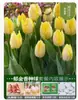 Venta al por mayor de 5 bulbos de tulipán en stock, florecen en todas las estaciones, fáciles de cuidar, adecuados para cultivo hidropónico, de pétalos dobles, para cultivo en tierra o maceta en el balcón