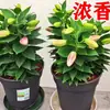 Bulbos de lírio, lírios perfumados importados, adequados para todas as estações, flores fáceis de cultivar, plantas de interior em vaso, sementes de flores
