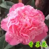 Envio Direto de Peça Única Mudas de Camélia de Pétala Dupla em Vasos Flores de Camélia Vermelhas Fragrantes de Cinco Cores e Plantas Verdes para Interior