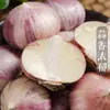 Produto novo deste ano alho desidratado de cabeça única alho fresco de casca roxa cabeça de alho única cabeça de alho alho desidratado preço especial saco de vegetais da fazenda 100g