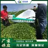 Máquina Pequeña de Gasolina para Recolectar Té, Máquina Agrícola Simple y Doble para Recolectar Té, Podadora de Setos Semiautomática