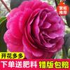 Dropshipping Plántulas de Camelia Xiangfei Plantas de Camelia en Maceta Florecen en Todas las Estaciones y Son Buenas para Alimentar Interiores Sala de Estar Balcón Exterior