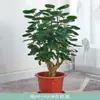 Planta de Dinheiro Grande em Vaso com Folhas Redondas para Decoração de Sala de Estar e Escritório Interno
