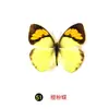 Especímenes Tridimensionales de Mariposas e Insectos Reales para la Educación Científica Infantil en Jardines de Infancia, con Alas Extendidas, Diseño de Estilo Fotográfico 1
