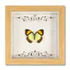 Moldura de Foto com Espécime de Borboleta Real Pintura Decorativa de Madeira DIY Moldura de Foto Retrô Decoração de Mesa Móveis Presente de Aniversário