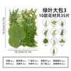 Muestra de planta de hojas reales para jardín de infantes, pegatinas hechas a mano, flores secas en relieve, foto DIY, decoración facial, flores secas, maquillaje