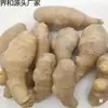 Gengibre de Shandong Raiz de Gengibre Fresco Cultivado na Fazenda
