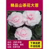 Camelia Xiangfei en maceta con brotes, flor roja de cinco colores, fácil de cultivar en interiores, florece en cualquier estación.