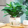 Filodendro Princesa Hoja Grande Diamante Dorado Planta Verde Fresca Divertida de Escritorio para Interiores Planta en Maceta Fácil de Mantener Florales y Plantas Hermosas