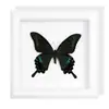 Especimen de Mariposa de Banda Verde Insecto Raro Especimen Precioso con Alas Extendidas Obra de Arte Enmarcada Regalo de Cumpleaños Azul Pintura Decorativa para Pared de Fondo