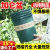 Nueva Maceta de Galón Engrosada Mejorada Maceta de Plástico al por Mayor Maceta de Resina Verde Rosa Árbol Frutal Maceta Grande Engrosada