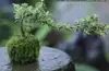 Junio Nieve Forma de Raíz Bonsái Miniatura Forma Real Zen Pequeña Belleza Patio Perenne Plantas Verdes Todo el Año