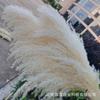 Yunnan Cor Primária Grande Palheta Flores Secas Bege Branco Grande Palheta Decoração de Casamento Vestido Suave Tiro Adereços Flores Secas Naturais