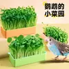 Brotes de guisante de loro, hierba comestible natural, juguete para pájaros, eliminador de aburrimiento para periquitos, juguete masticable de verdura para cacatúas, gadget entretenedor para pájaros