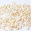 Pingente de Concha Natural Bivalve Brincos Pingente Feitos à Mão Sacola de Materiais Diy Brincos Acessórios de Orelha 20 peças