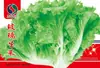 Fábrica de sementes de vegetais para quatro estações, barraca de atacado de sementes de vegetais direto da fábrica, cebolinha, coentro, alface de Xangai