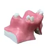 Modelo Dental Escovação Oral Prótese Dentária Boca Inteira Dental Removível Gengiva Macia Transparente Resina para Implante Preparo Dentário Molde de Dente