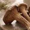 Venta al por mayor de hongos de asta secos, ingredientes seleccionados para sopa, paquete para hotel y hogar 100g, Venta al por mayor de hongos de asta secos Guoyuntang