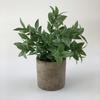 Ramo de plantas verdes amazónicas en maceta para el hogar, habitación, porche suave, adornos transfronterizos, pequeñas macetas, fábrica al por mayor